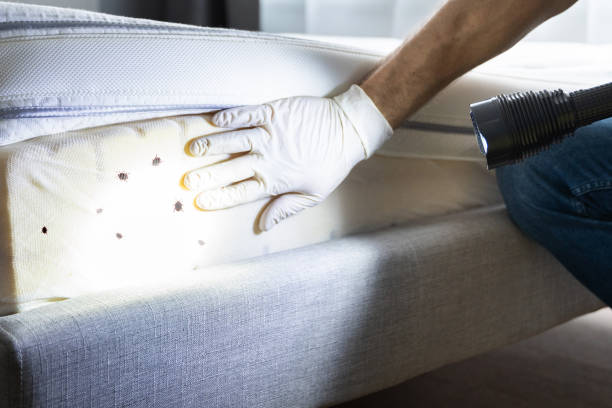 Best Flea Control Services  in Monticello, IN